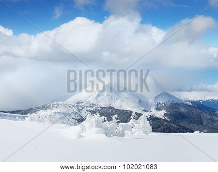 Winter landscape