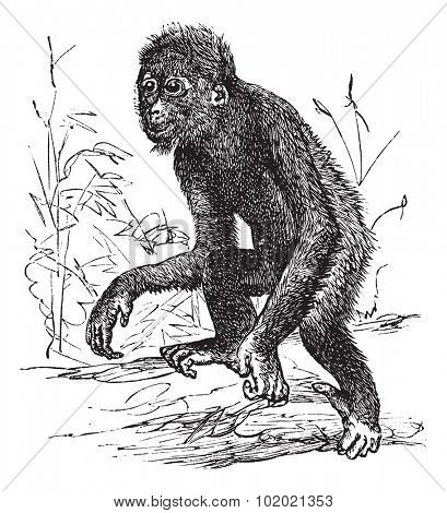 Orangutan or Pithecus satyrus, vintage engraved illustration. Trousset encyclopedia (1886 - 1891).