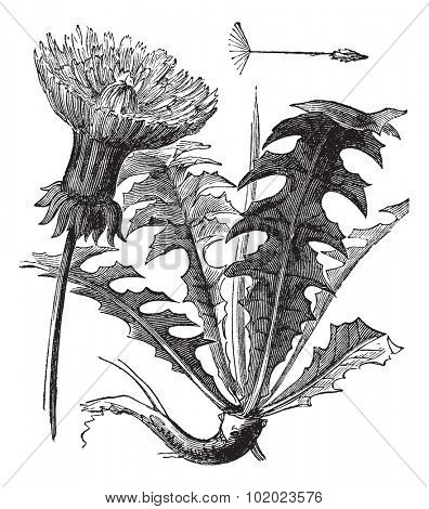 Taraxacum or Dandelion, vintage engraved illustration. Dandelion with leaves on white background. Trousset encyclopedia (1886 - 1891).