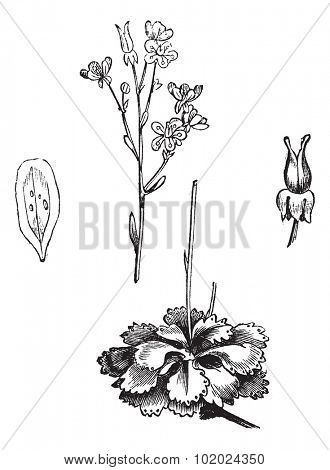 Shadow Saxifrage (Saxifraga umbrosa), vintage engraved illustration.Trousset encyclopedia (1886 - 1891).
