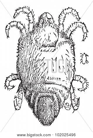 Mite or Trombidium sp., vintage engraved illustration. Trousset encyclopedia (1886 - 1891).