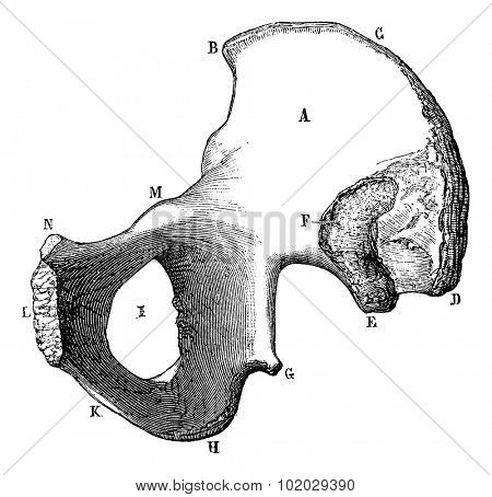 Inner surface of the ilium, vintage engraved illustration.  Usual Medicine Dictionary by Dr Labarthe - 1885