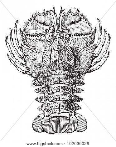 Old engraved illustration of Ibacus or Ibacus novemdentatus isolated on a white background. Dictionary of words and things - Larive and Fleury, 1895