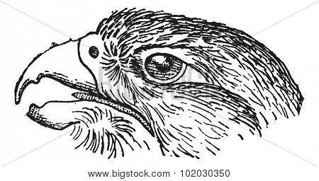 Rapacious Falcon headed, vintage engraved illustration. Dictionary of words and things - Larive and Fleury - 1895.