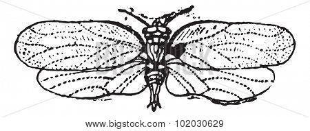 Psyllids or jumping plant lice,  vintage engraved illustration. Dictionary of words and things - Larive and Fleury - 1895.