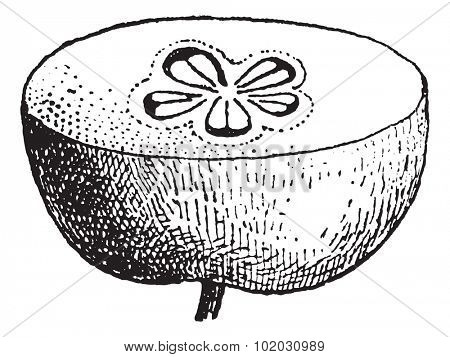 Apple cut horizontaly, vintage engraved illustration. Dictionary of words and things - Larive and Fleury - 1895.