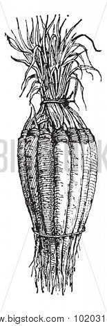 White Salsify or Tragopogon or goatsbeard, vintage engraved illustration. Dictionary of words and things - Larive and Fleury - 1895.