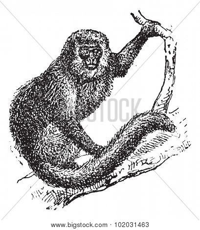 Marmoset, vintage engraved illustration. Dictionary of words and things - Larive and Fleury - 1895.