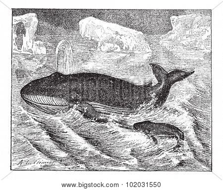 Whale in ocean, vintage engraved illustration. Dictionary of words and things - Larive and Fleury - 1895.