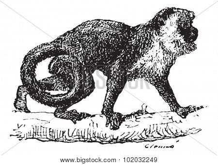 Old engraved illustration of Monkey on the tree branch. Dictionary of words and things - Larive and Fleury - 1895