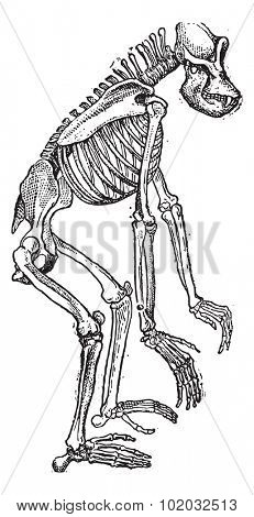 Old engraved illustration of Skeleton of Gorilla isolated on a white background. Dictionary of words and things - Larive and Fleury - 1895
