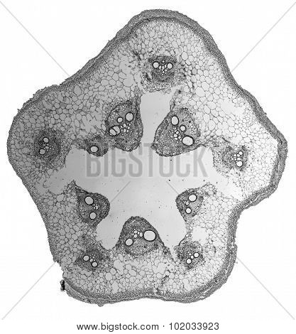 Black And White Cucurbita Stem Micrograph