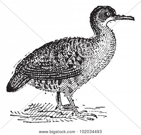 Tinamou, vintage engraved illustration. Dictionary of words and things - Larive and Fleury - 1895.