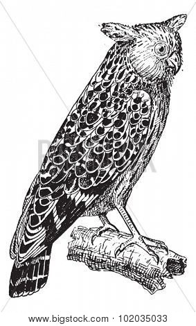 Bubo ketupu or Buffy fish owl, vintage engraved illustration. Dictionary of words and things - Larive and Fleury - 1895.