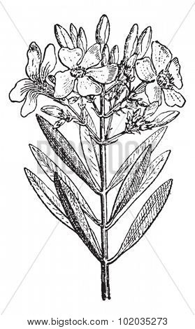 Oleander or Nerium oleander, vintage engraved illustration. Dictionary of Words and Things - Larive and Fleury - 1895