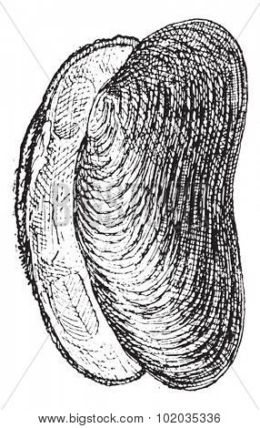 River Mussel or Unio sp., vintage engraved illustration. Dictionary of Words and Things - Larive and Fleury - 1895