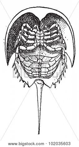 Horseshoe Crab or Limulidae, vintage engraved illustration. Dictionary of Words and Things - Larive and Fleury - 1895