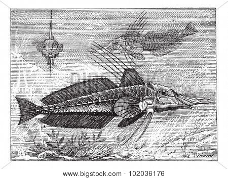 Armored Searobin or Peristediidae, vintage engraved illustration. Dictionary of Words and Things - Larive and Fleury - 1895