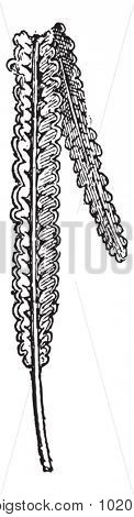 Lomatopteris balduini, a Fern, during the Jurassic Period, vintage engraved illustration. Dictionary of Words and Things - Larive and Fleury - 1895