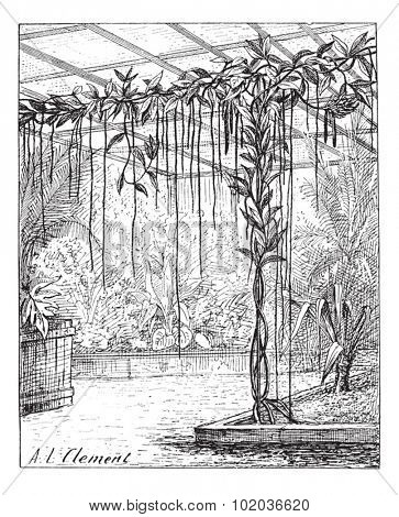 Base of vanilla with adventitious roots, vintage engraved illustration. Dictionary of words and things - Larive and Fleury - 1895.