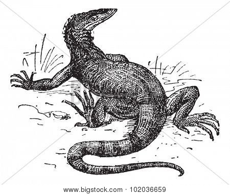 Monitor lizard, vintage engraved illustration. Dictionary of words and things - Larive and Fleury - 1895.