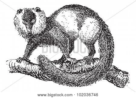 Black-and-white ruffed lemur (Varecia variegata), vintage engraved illustration. Dictionary of words and things - Larive and Fleury - 1895.