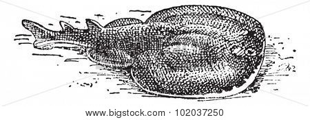 Electric Ray or Torpediniformes, vintage engraved illustration. Dictionary of Words and Things - Larive and Fleury - 1895