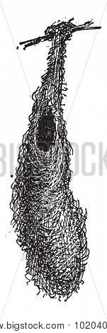 Basket Nest of Oropendola or Psarocolius sp., made of twigs,grass,leaves, attached to a tree branch, vintage engraved illustration. Dictionary of Words and Things - Larive and Fleury - 1895
