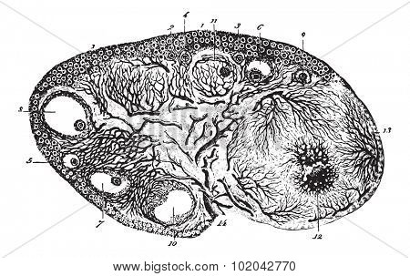 Cup ovary of a pregnant cat, vintage engraved illustration. Usual Medicine Dictionary - Paul Labarthe - 1885. 