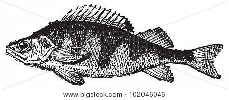 Perch, vintage engraved illustration. Dictionary of words and things - Larive and Fleury - 1895.