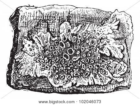 Parmeliella on wall, vintage engraved illustration. Dictionary of words and things - Larive and Fleury - 1895.