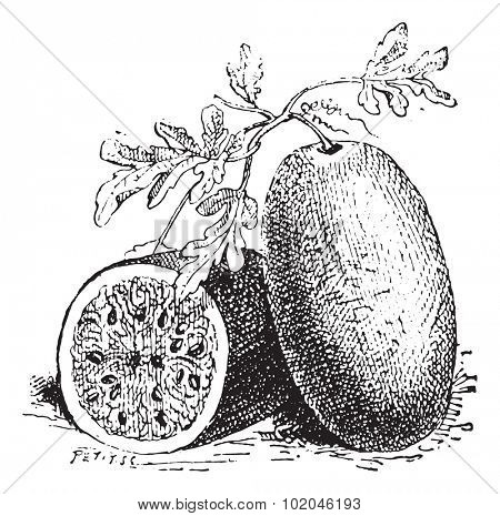 Watermelon, vintage engraved illustration. Dictionary of words and things - Larive and Fleury - 1895.