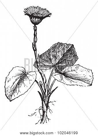 Tussilago farfara or Coltsfoot, vintage engraved illustration. Dictionary of words and things - Larive and Fleury - 1895.