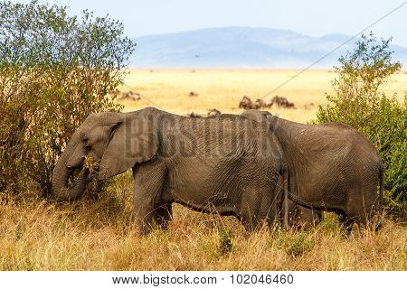 Adult African Bush Elephants Grazing In African Savanna