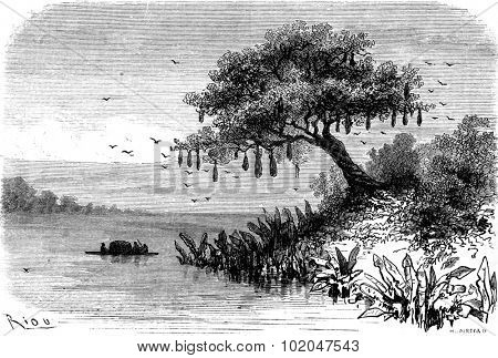 Nests caciques, vintage engraved illustration. Le Tour du Monde, Travel Journal, (1865).