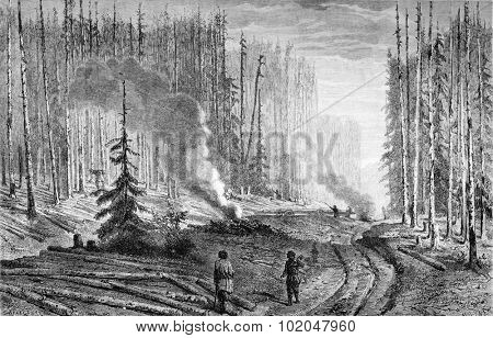 Exploitation of a forest, vintage engraved illustration. Le Tour du Monde, Travel Journal, (1872).