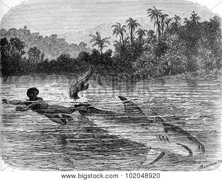 Kick a shark, vintage engraved illustration. Le Tour du Monde, Travel Journal, (1872). 