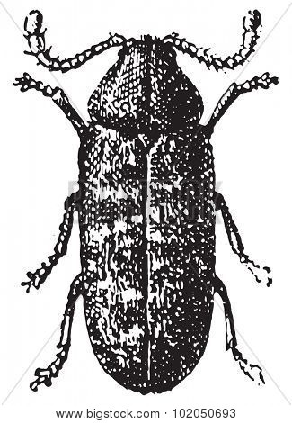 Beetle, Anobium tessellatum, vintage engraved illustration. Dictionary of words and things - Larive and Fleury - 1895.