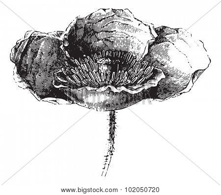 Somnifere poppy (flower) or Opium poppy or Papaver somniferum, vintage engraved illustration. Usual Medicine Dictionary - Paul Labarthe - 1885. 