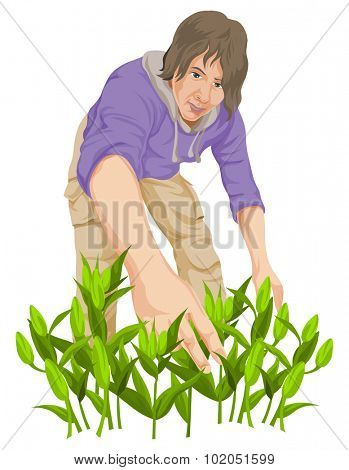 Vector illustration of man plucking vegetables in farm.