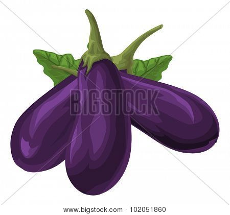 Vector illustration of fresh organic brinjal.
