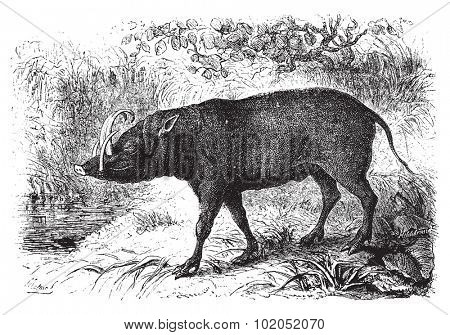 The babirusa, vintage engraved illustration. Le Tour du Monde, Travel Journal, (1872).