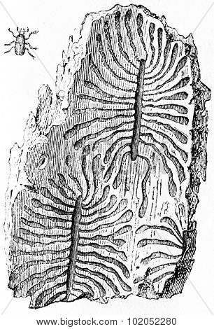 Galleries of bark beetles, vintage engraved illustration. Natural History of Animals, 1880. 
