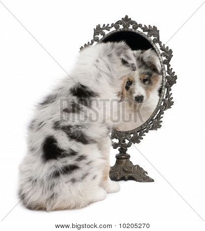 Blue Merle pastor australiano cachorro, 10 semanas viejo, mirando de reflexión sobre espejo delante de Pentecostés