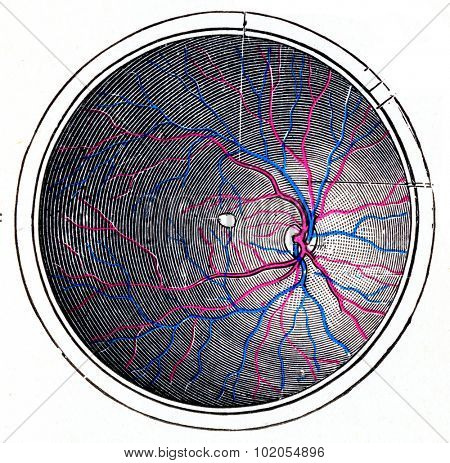 Retina of the right eye, vintage engraved illustration. 
