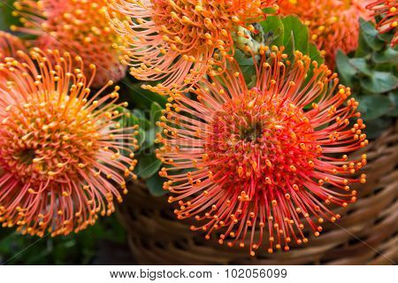 Madeira Flowers, Pincushions or Leucospermum condifolium
