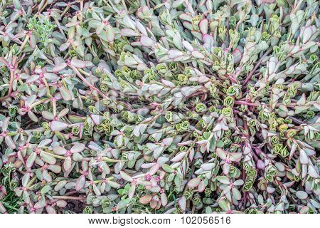 portulaca plant (cupcake cherry baby) foliage background