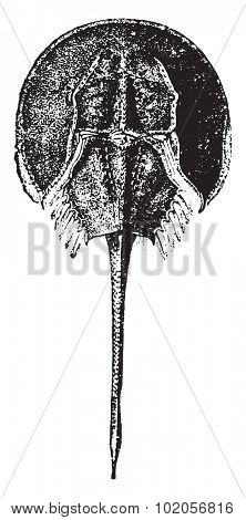 Horseshoe crab, vintage engraved illustration. Natural History of Animals, 1880.
