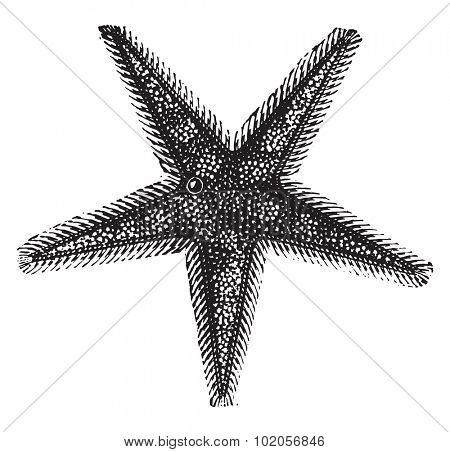 Starfish or sea stars, vintage engraved illustration. Natural History of Animals, 1880.
