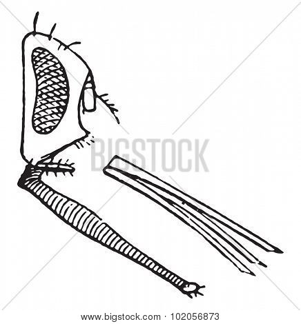 Anthrax flies, vintage engraved illustration. Natural History of Animals, 1880.